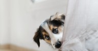 Dog trainer warns common mistake can make pet 'more anxious' and training tougher