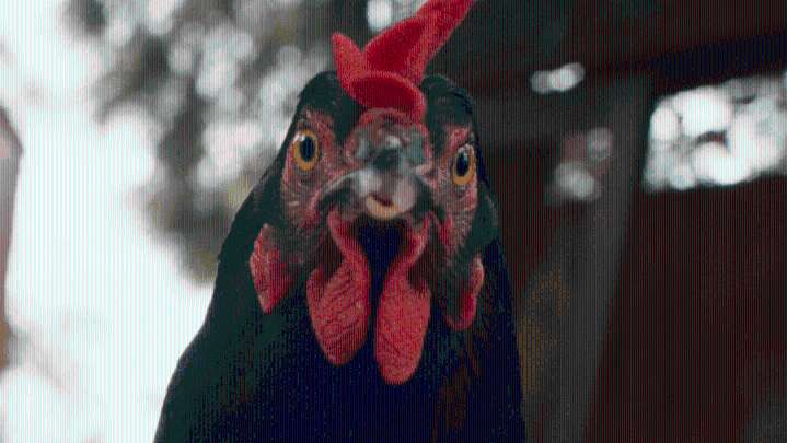 György Pálfi Talks Working With Eight Chickens in TIFF Title "Hen"