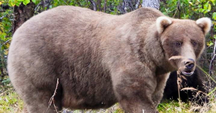 What to know about Fat Bear Week, and the brawny bruins ready to battle for the title