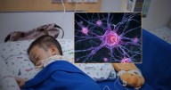 Bloquear una molécula importante en la comunicación entre células podría detener el tumor infantil más común que existe