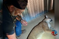 Felino capturado en Tecate está seguro y en recuperación, reportan
