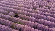 El árbol 'emperatriz' de 2 metros por año que si logras plantar te dará la mejor sombra en verano de 2026