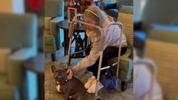 New Jersey French Bulldog Is Always Happy To Visit His Favorite Nursing Home And Hang Out With Friends