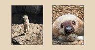Henry Vilas Zoo mourns loss of beloved meerkat and sloth, Franklin and Slothra