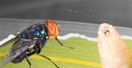 Parasitic Fly Will Return To Texas