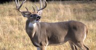 Deer farm herd killed to stem spread of ‘zombie…