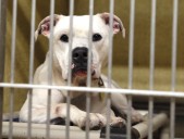 What dog breed bites most often in Cuyahoga County? The answer won’t surprise you