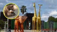 Zoológico La Pastora se mantiene abierto pese a inspección de la Profepa por osa