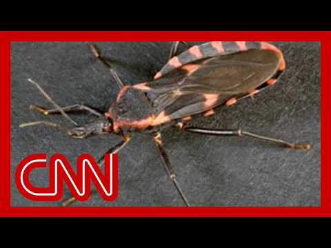 'Kissing bug' disease now considered endemic in the US