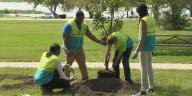 Volunteers plant dozens of trees at Holmes Lake as part of global environmental effort