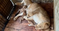 Nacen tres leones en el parque Chorros de Milla en Mérida