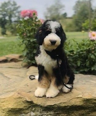 Puppy Steps to Therapy Dog Success