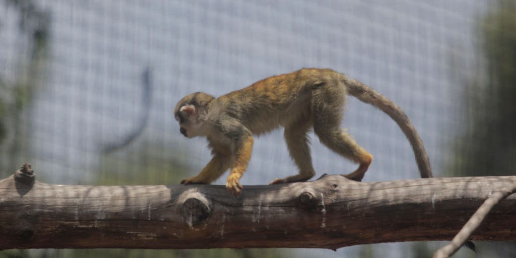 Capuchin monkey spotted on the loose in North Carolina