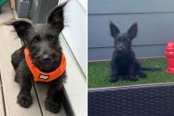 Shelter Said Puppy Would Be 16 Pounds-DNA Test Shows a Big Surprise