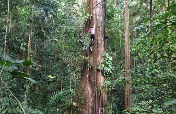 Los árboles de la Amazonia crecen más por el mayor nivel de CO2