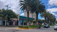 Pachuca: Deterioro en palmeras de Revolución evidencia falta de planeación ambiental, señala Sehi