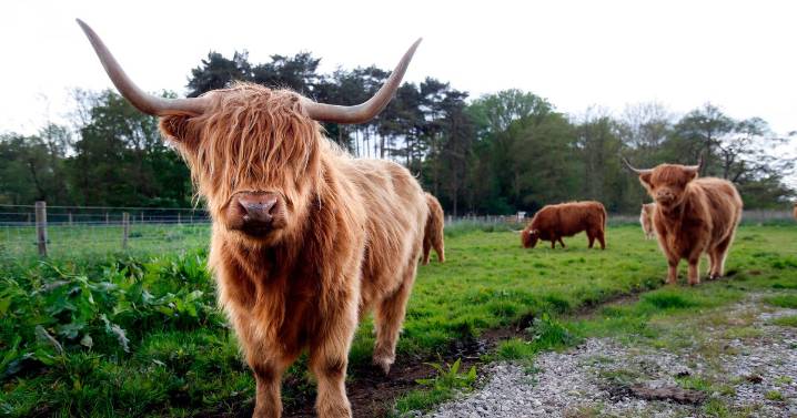 Beautiful Norfolk nature reserve where you can hire a canoe and spot Highland cows