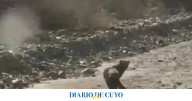 El “gato nutria”, el impactante animal muy pocas veces visto que pasea por Mendoza