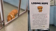 Florida Shelter Pup Loses Her Spark After 130 Days Wondering If Anyone Will Ever Choose Her