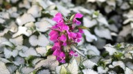 9 Varieties Of Lamium That Make Excellent Ground Cover Plants