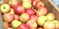 Mileur Orchards kicks off apple season after wet spring
