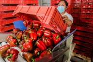 Abre Japón, mercado a pimiento morrón rojo mexicano