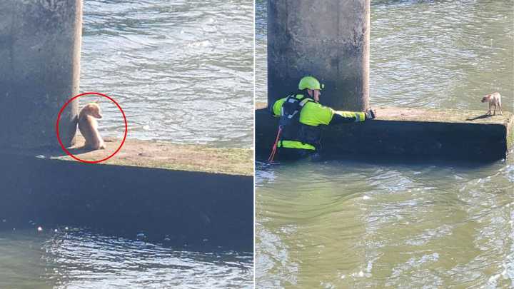 Texas Firefighter Leaps Into Bayou To Save Chihuahua Trapped Beneath Bridge In Daring Rescue