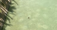 Una tortuga sorprende a residentes y turistas en sa Riera de Palma