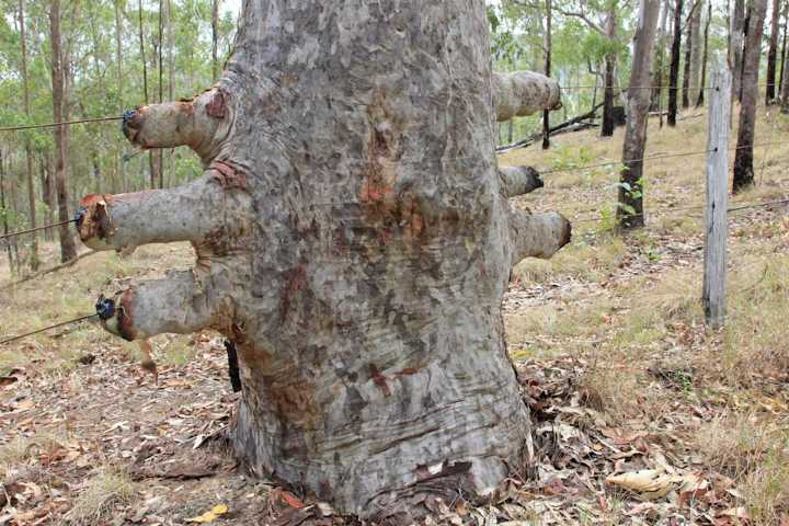 Unusual gum tree growing on woman's property stuns Aussies: 'Very funky'