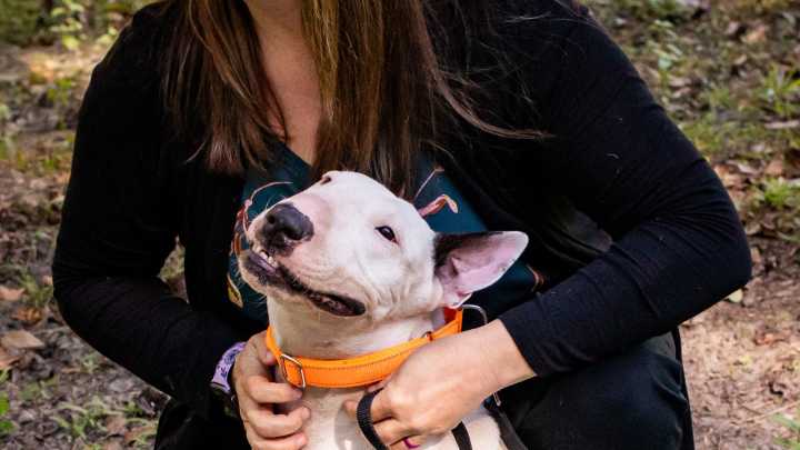 Hurricane Milton dog Trooper sparks new law in Florida