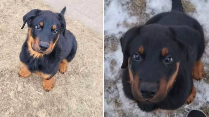 South Dakota Woman’s Dog Looked Like A Rottweiler, But His True Identity Shocked Everyone