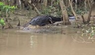 Watch: 20-feet-long crocodile hunts wild boar in Odisha's Bhitarkanika National Park