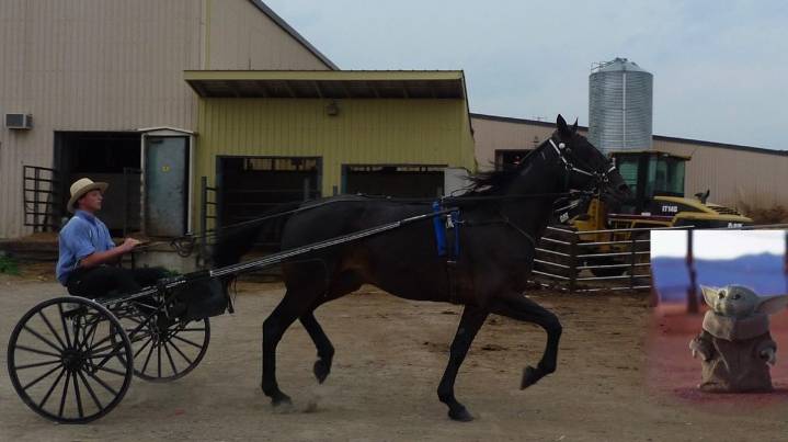 Mennonite Family Adopts 'Baby Yoder'