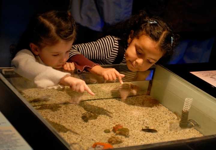 Descubre el mundo de los insectos en museo de Raleigh 