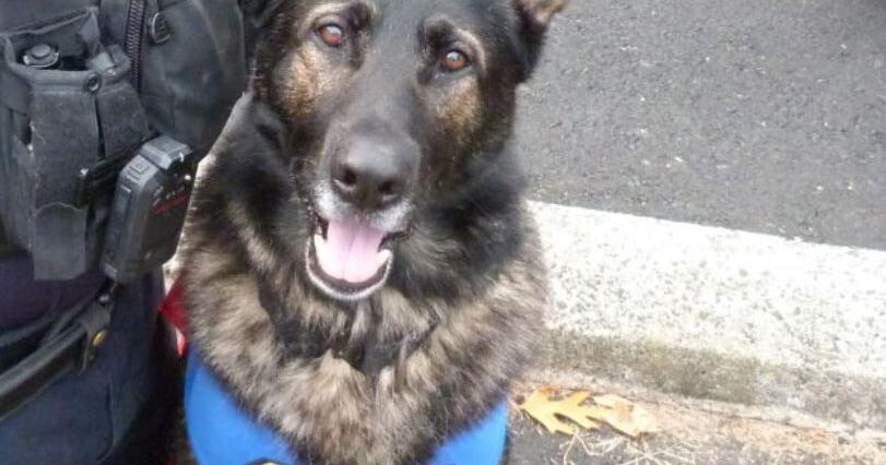 Linwood police dog dies after battle with kidney disease