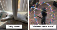 49 Of The Derpiest Cats Caught On Camera (New Pics)