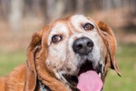Científicos buscan frenar el envejecimiento en perros