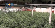 Así ocultaban 500 plantas de marihuana en una nave industrial de Murcia