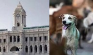 53,000 strays vaccinated as part of anti-rabies drive in Chennai