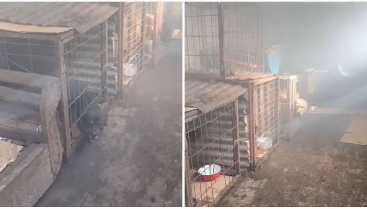 Encerrados y con fogón encendido: denuncian posible maltrato de perros en Punta Arenas