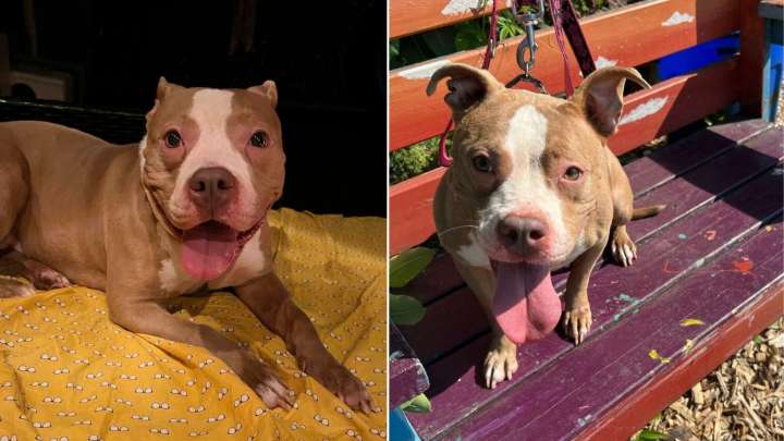 New Jersey Pup Was Left Tied Up With Just A Blanket, A Bowl, And A Broken Heart