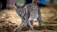 Los científicos no dan crédito: los linces de España y Portugal ya se mezclan y dejan de ser poblaciones aisladas