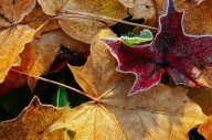 Garden Talk: Autumn leaves changing colour is a good sign to prune