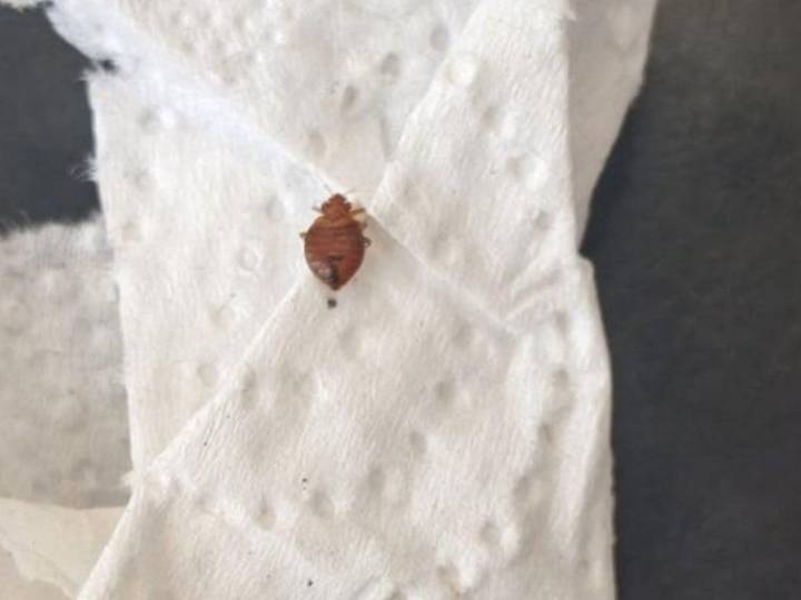Alumno reporta presencia de chinches en laboratorio de Ingeniería UNAM