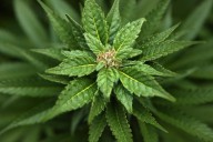 President Trump should consider rescheduling more than just marijuana