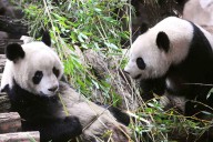Pareja de pandas del Zoo francés de Beauval regresará a China