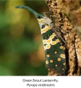 Assam: 283 species of local insects and spiders recorded in Kaziranga survey