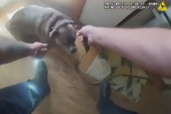 Calm, Clever Dog Stuck in House Fire Leads Rescuer to His Leash