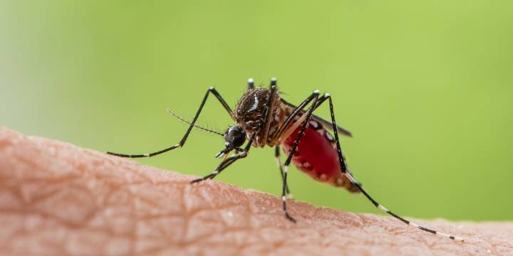 De mosquitos modificados a vacuna propia, las estrategias de Brasil para combatir el dengue