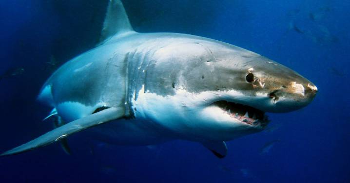 Boy, 8, 'loses significant amount of blood' and in critical condition after shark attack